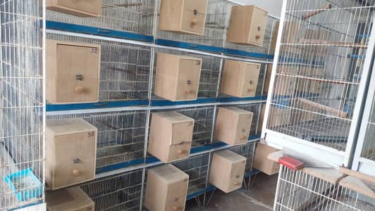 Metal used cages for birds (good condition with quality) material)