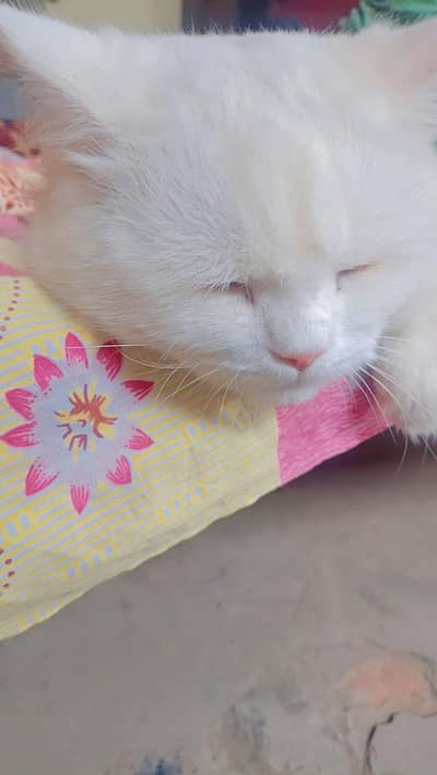 Beautiful cat