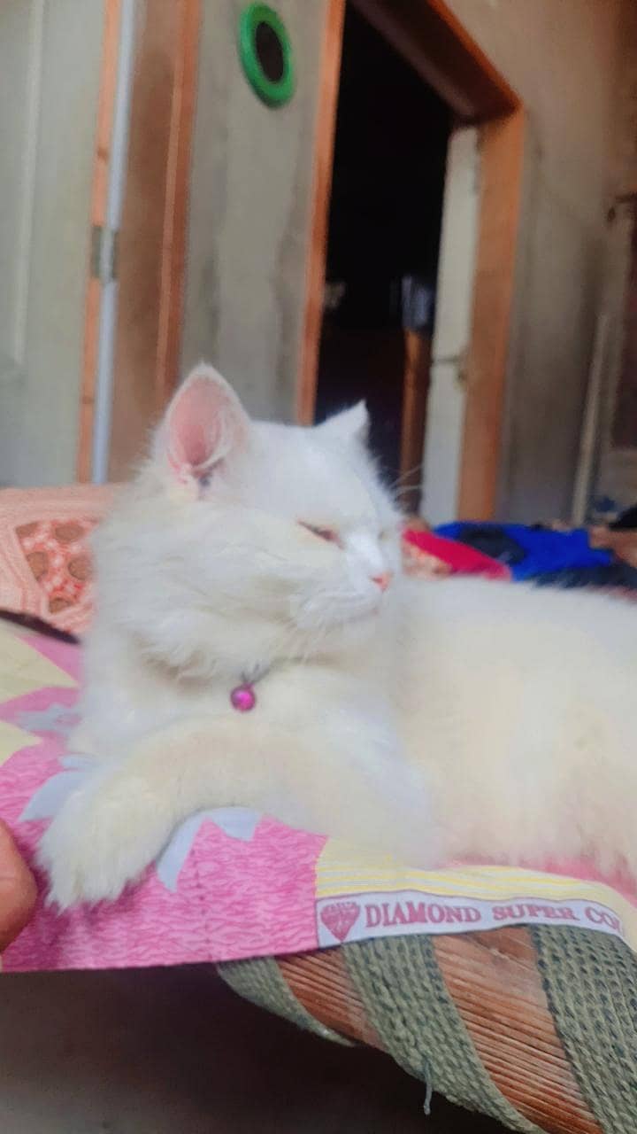 Beautiful cat 1