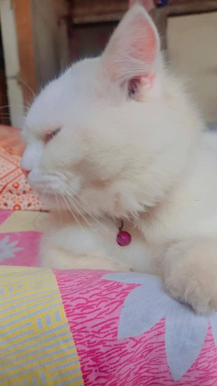 Beautiful cat 2