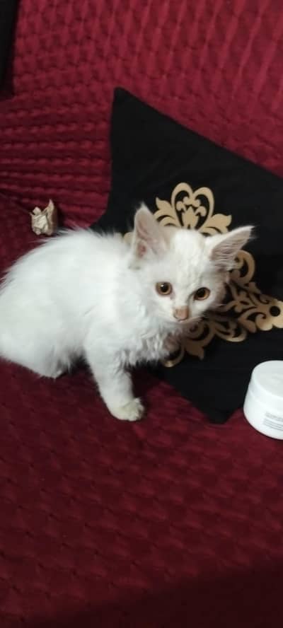 Persian cat 3 months