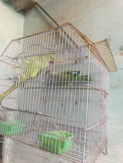 Ringneck Parrot Pair Available