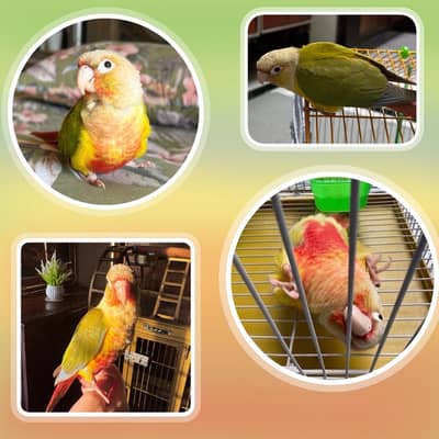 Handtamed Pineapple Conure