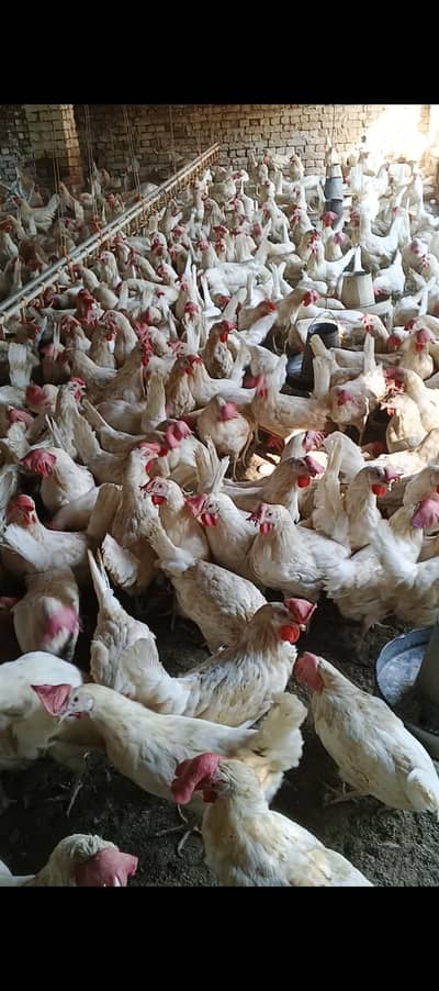 1000 Spent Layer Hens For Sale - Rahim Yar Khan - Rs. 850 Per Bird