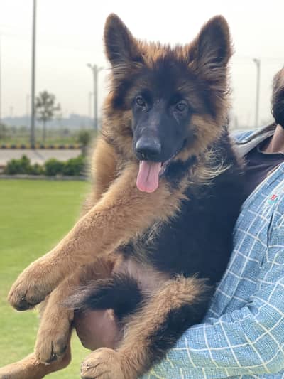 German shepherd pink pedigree female