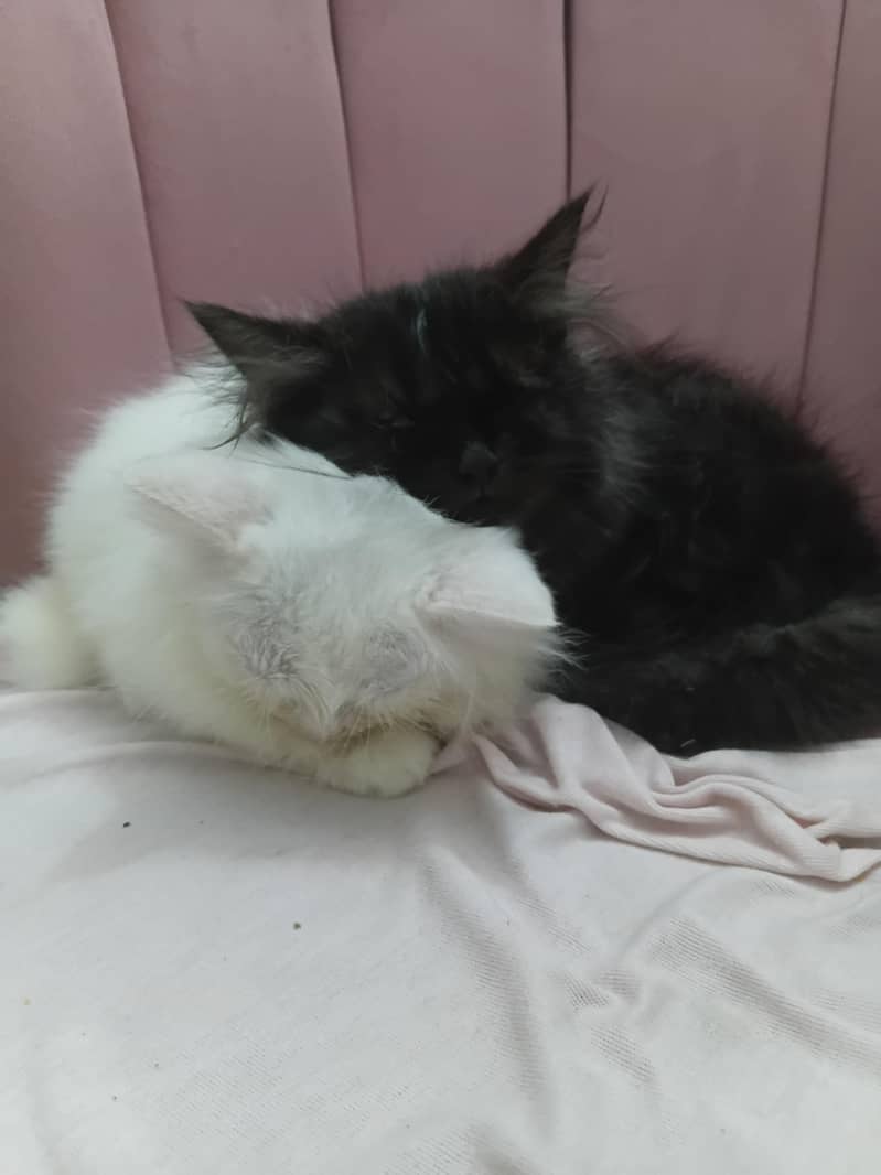 persion kitten 0