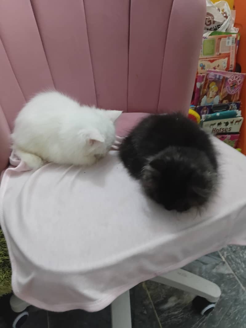 persion kitten 1