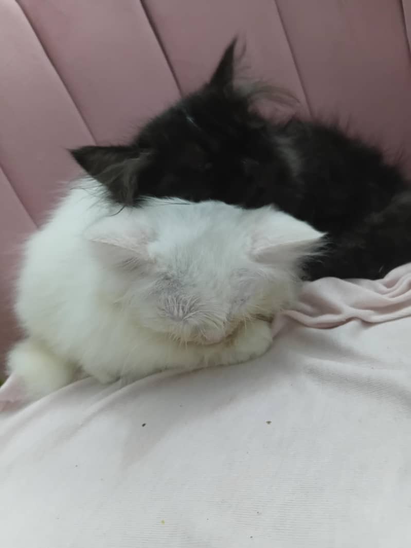 persion kitten 2