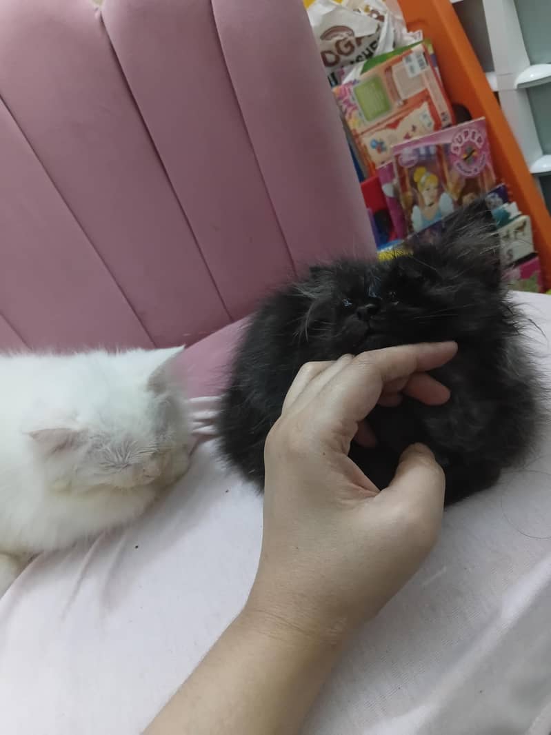 persion kitten 3
