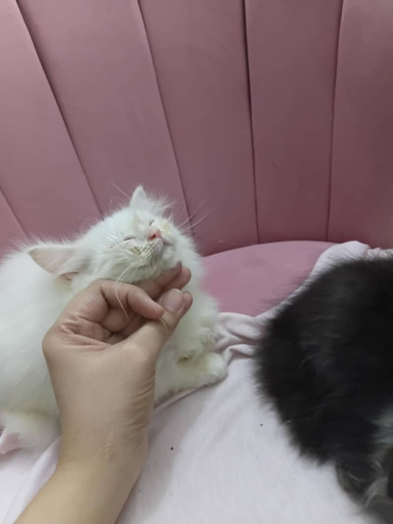 persion kitten 4