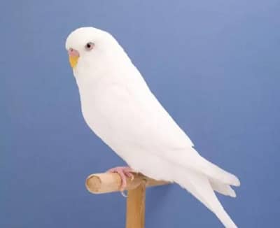 budgies breeder female required