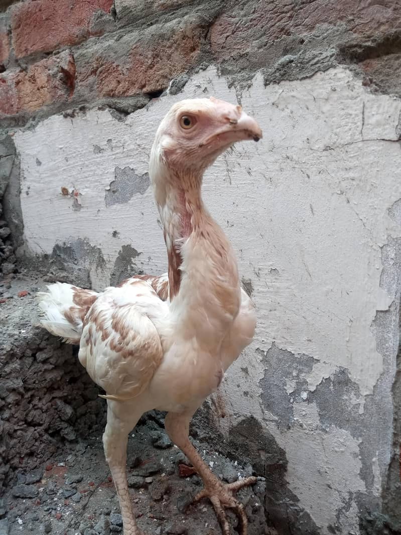white herra 1