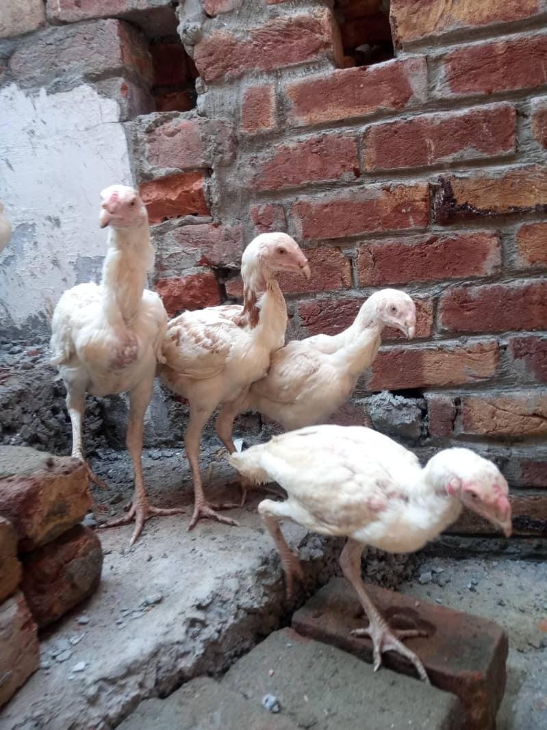 white herra 2