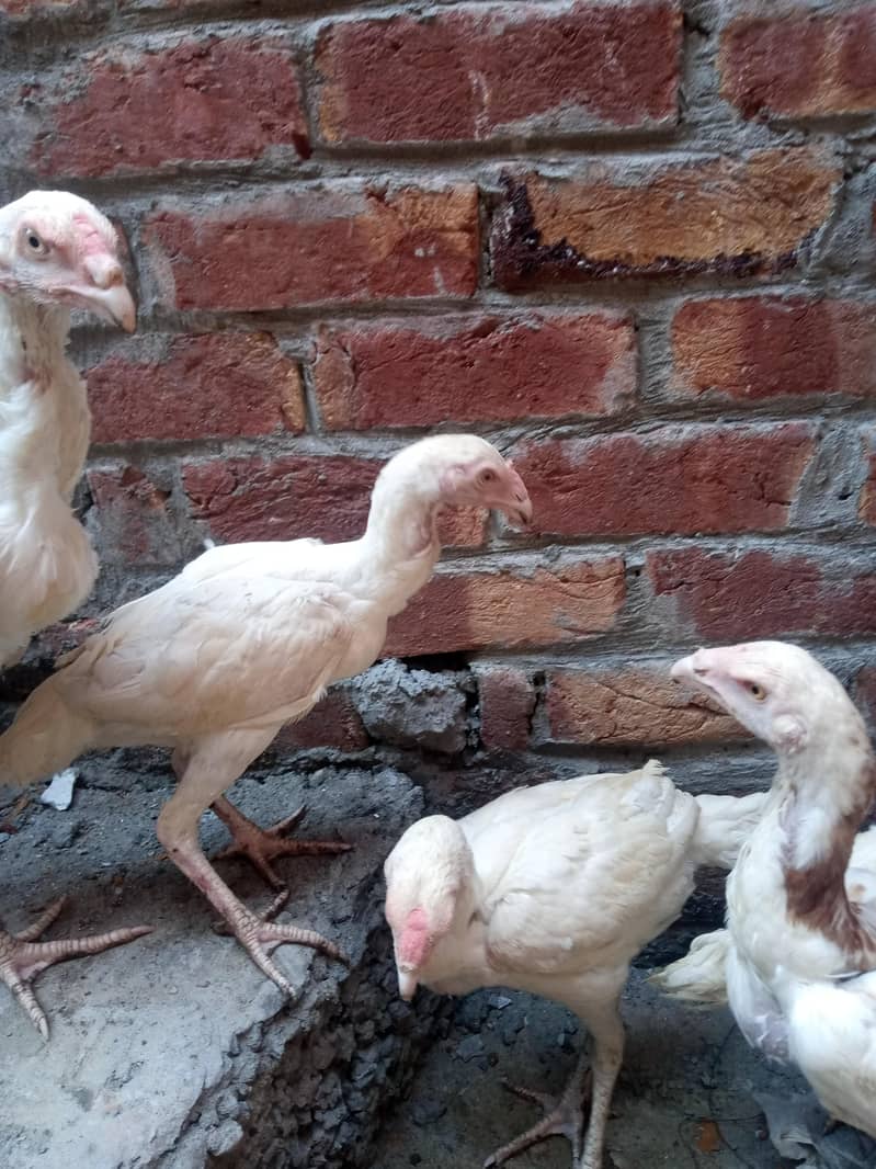 white herra 3