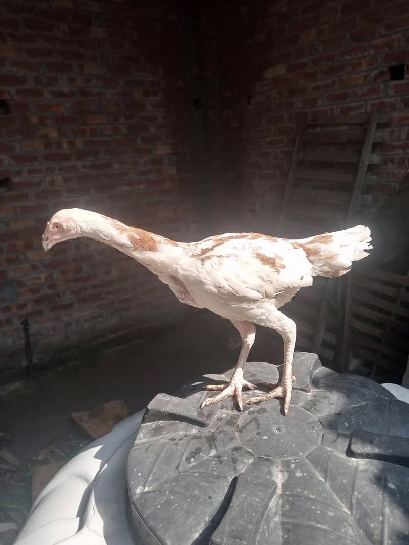 white herra 7