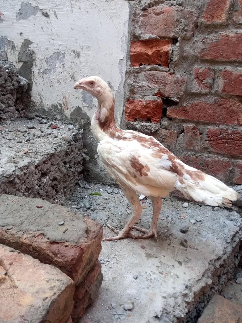 white herra 9