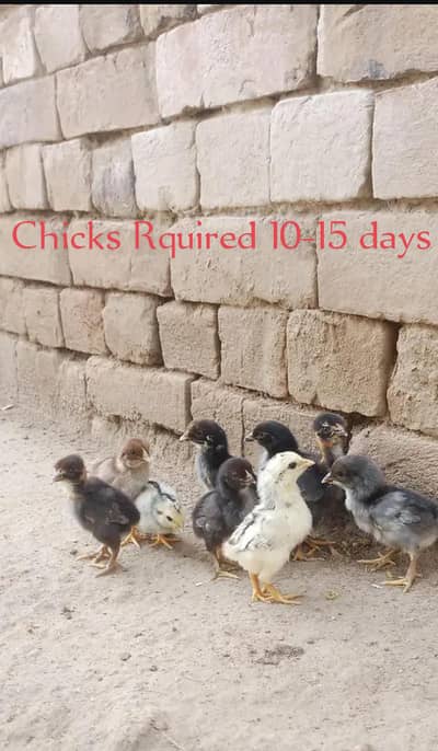 chicks