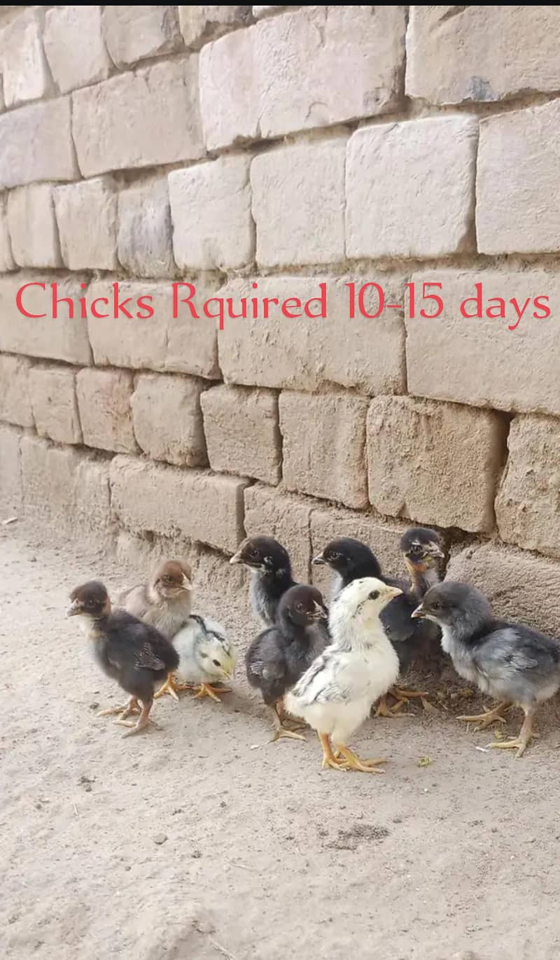 chicks 0