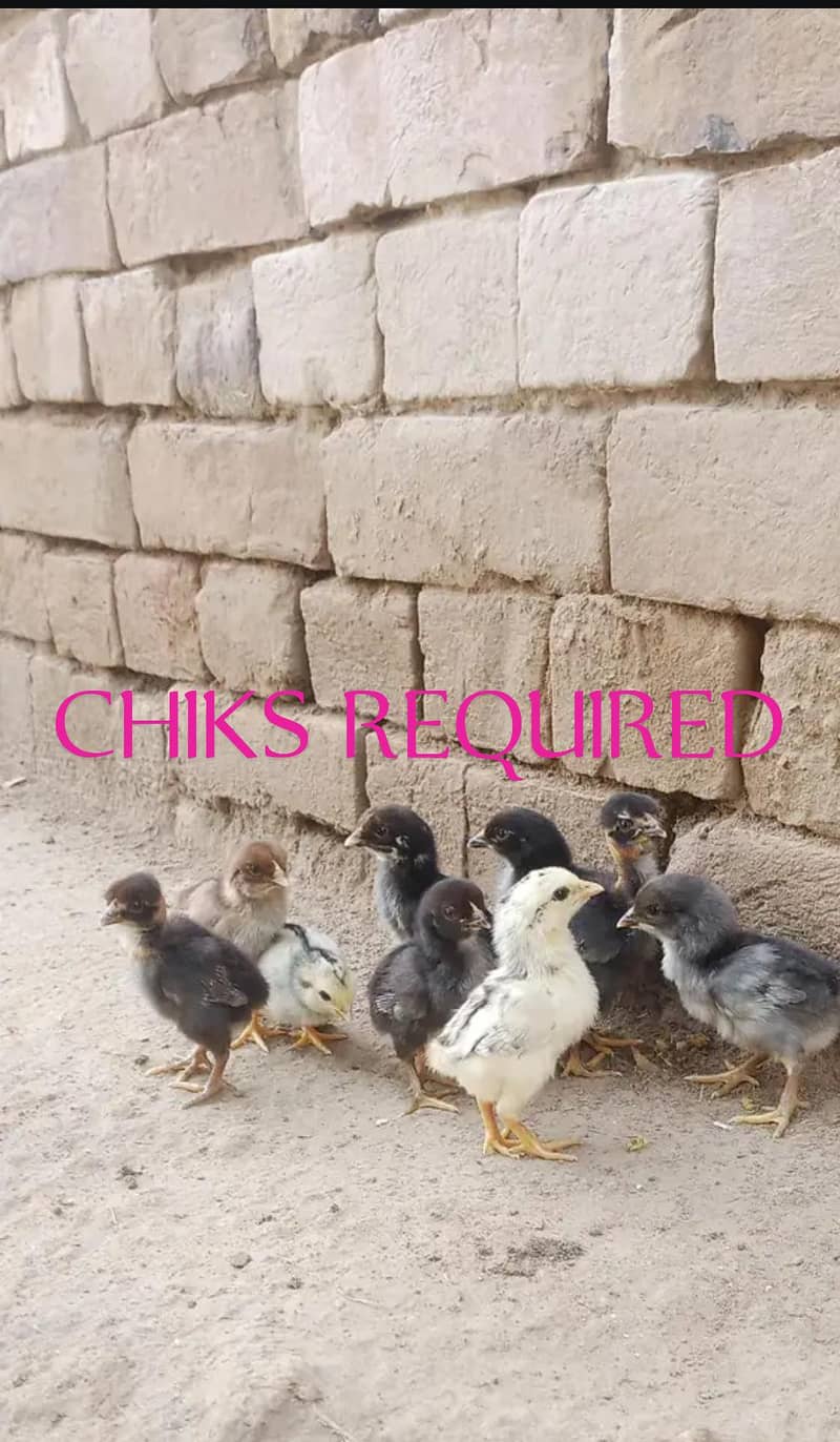 chicks 1