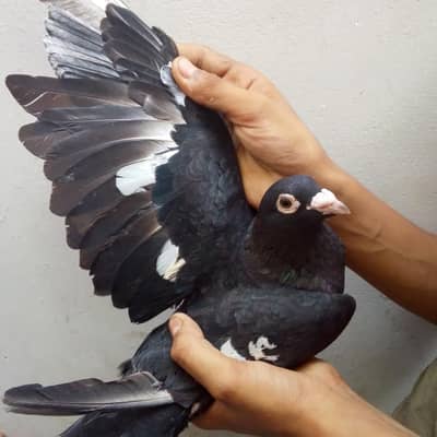 All pegion for sale Whatsapp number 03423924299