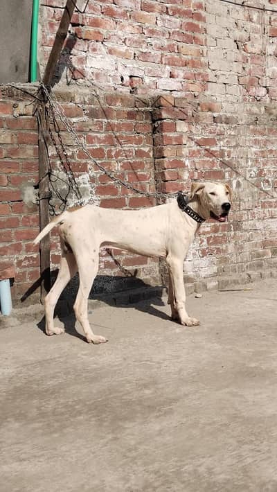Bully Puppy 7 months