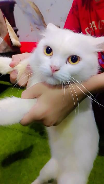 Persian cat /kitten for sale/ Cat for sale