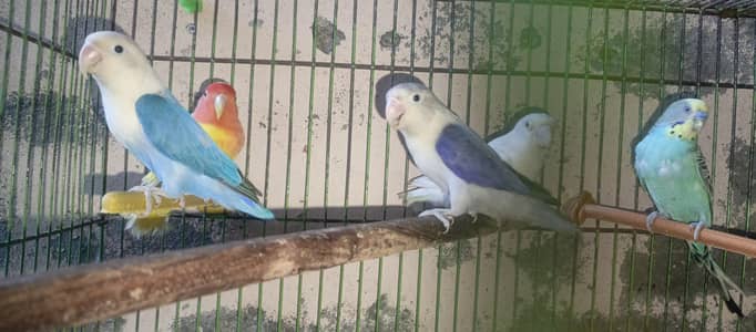 love birds