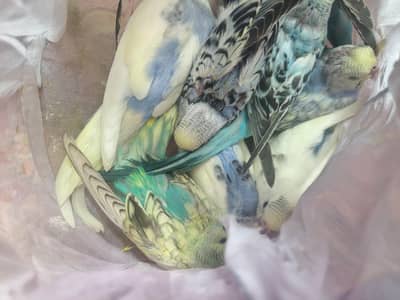 australlian parrots 8 pieces rainbow bujree pied mix