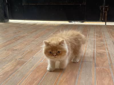 Pesian cat picky face