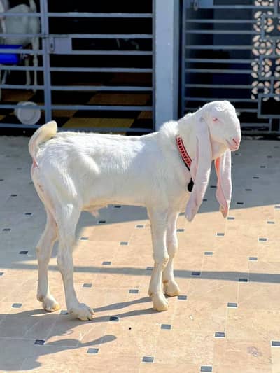 PURE GULABI BAKRA
