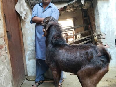 andal Bakra char dant