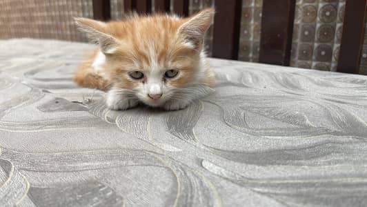 1 mother cat with 4 kittens healthy and playful