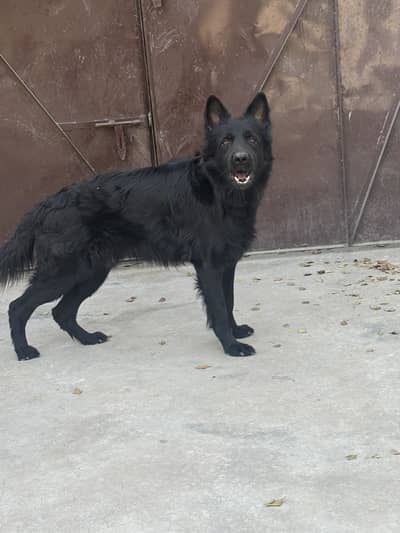 Full long coat black German shepherd