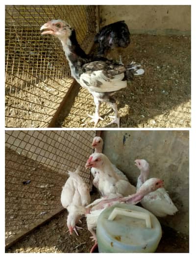 5 Heera or 2 Mushka Chicks urgent sale