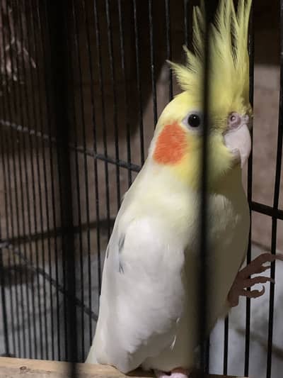 Common White Cockatiel