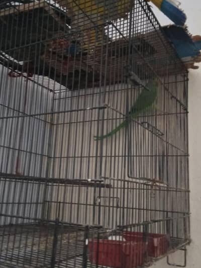 female parrot for sale