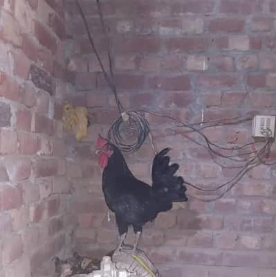 austrolop male  breeder for sale