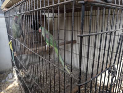 Raw breeding pair adult with cage and more check description