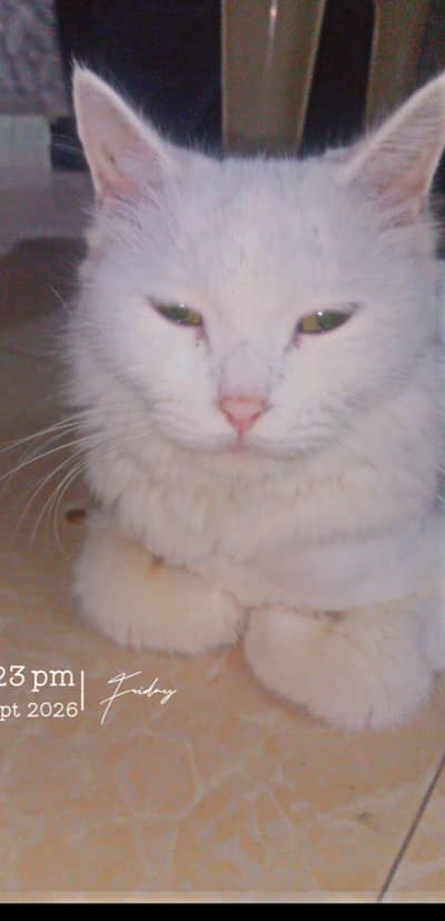 Pure Persian triple coated female cat for sale