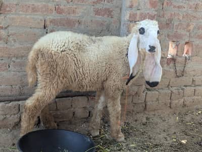 Dasi Chatra Hn or kajli Femel hn full ready hn 03261055540