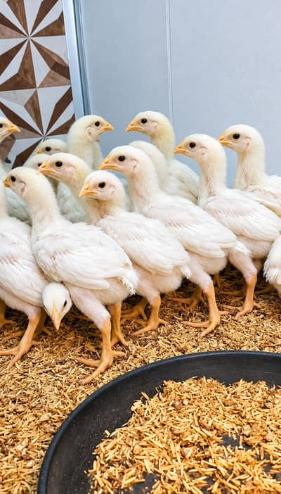 Pure Shamo Chiks
