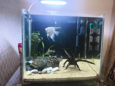 Fish Planted Aquarium