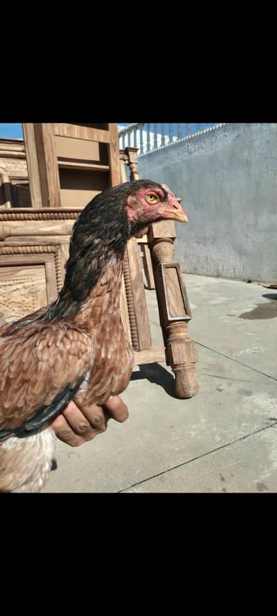 aseel female