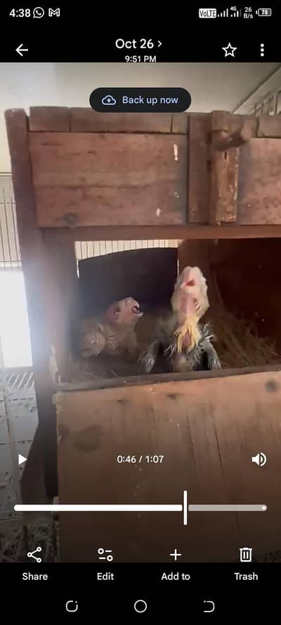 cockatiel chicks available for handfeed
