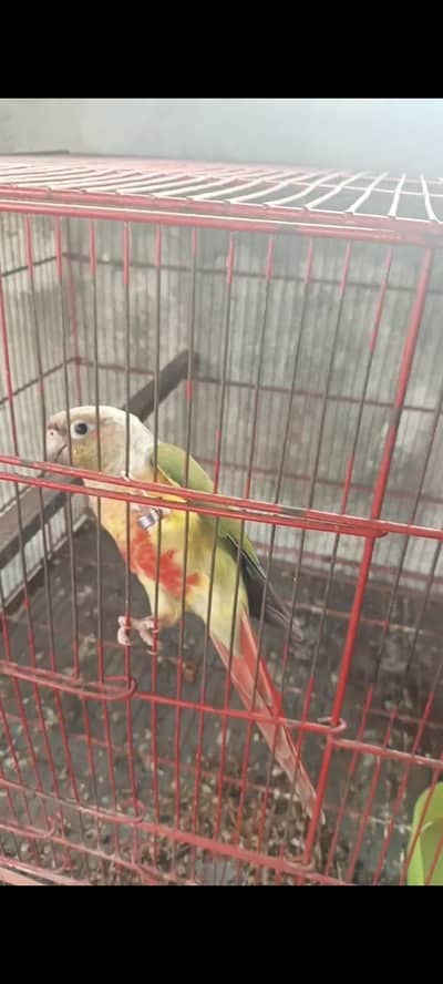 pone. appel conure pair