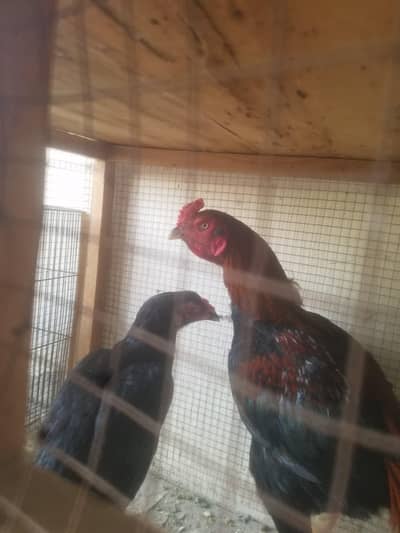 Aseel breeder pair