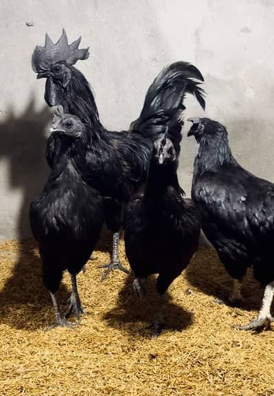 Dragon || Ayam cemani || Black Shamo / White Shamo / Blue || Chicks