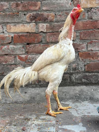 Pure Heera / pure bredder with two female