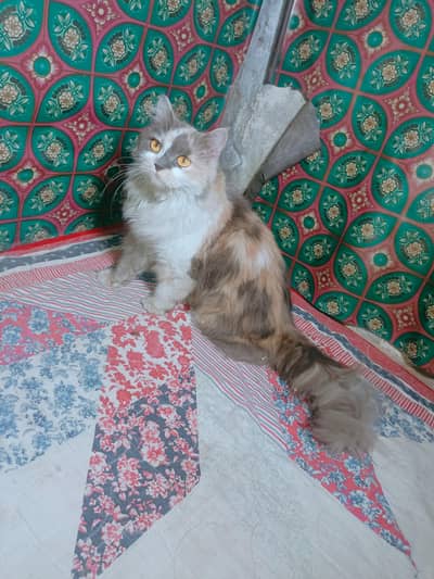 Beautiful Long Hair Cat for Sale