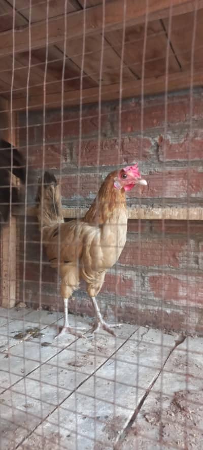 Desi Hens